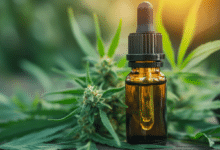 Les Meilleurs Shops de CBD en Ligne en France – Guide 2025 cbd plante